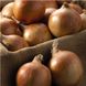 Шекспір ​​цибуля саджанка 10/21 рання озима Top Onion Нідерланди 0,5 кг