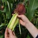 Семена кукурузы Минипоп 1 г
