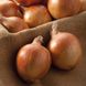 Шекспір ​​цибуля саджанка 10/21 рання озима Top Onion Нідерланди 0,5 кг