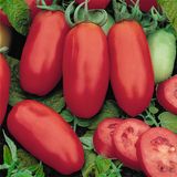 Насіння томатів Арабеска Сонячний Март 100 шт - купити | Good Harvest