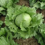Насіння салату качанного Айсберг Gl Seeds 1 г - купити | Good Harvest