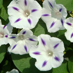 Семена ипомеи Старшайн бело-фиолетовая г 10.0631 фото