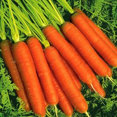 Насіння моркви Голландка Елітсортнасіння 2 г
