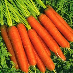 Насіння моркви Голландка 2 г 11.1045 фото