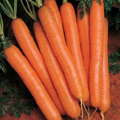 Семена моркови Нантес Скарлет United Genetics 1 г 11.0404 фото