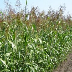 Трава суданская сорго семена 500 г 18.0146 фото