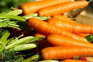 Сортотипи моркви дізнатися більше