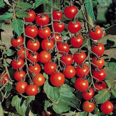 Семена томатов Дюймовочка 0,2 г 11.1400 фото