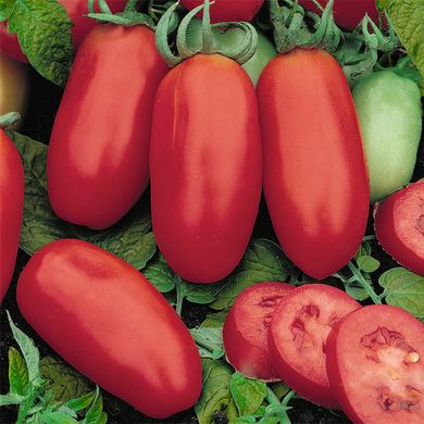 Семена томатов Арабеска Солнечный март 100 шт 11.2777 фото
