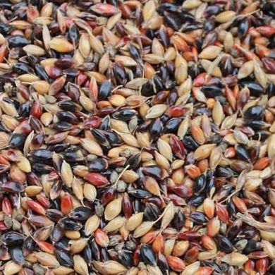 Трава суданская сорго семена 500 г 18.0146 фото
