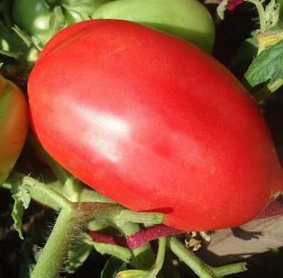 Насіння томатів Петруша Огородник 0,1 г 11.2290 фото