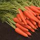 Насіння моркви Королева осені Яскрава 10 г