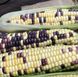 Семена кукурузы Украинский биколор F1 Мнагор Leda 100 семян