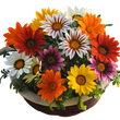 Насіння квітів і трав Насіння газанії — купити в інтернет магазині Good Harvest