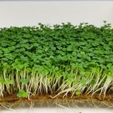 Насіння мікрозелені Рукола мікс 10 г - купить | Good Harvest