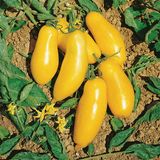 Насіння томатів Бананові ніжки Сонячний Март 25 шт - купити | Good Harvest