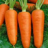 Насіння моркви Зимовий нектар 2 г - купити | Good Harvest
