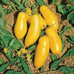 Семена томатов Банановые ножки Солнечный март 25 шт