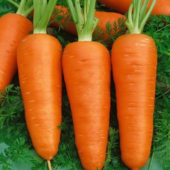 Семена моркови Зимний нектар 2 г