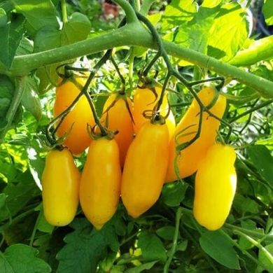 Семена томатов Банановые ножки Солнечный март 20 шт 11.2778 фото