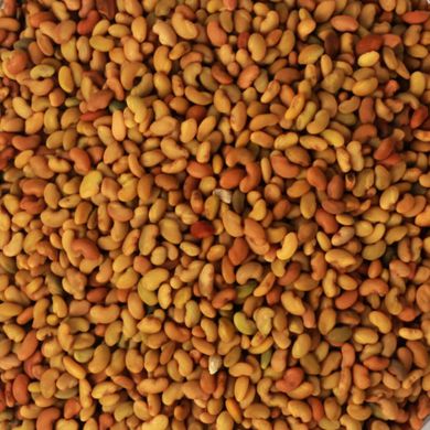 Люцерна Надия семена Украина 1 кг 18.0083 фото