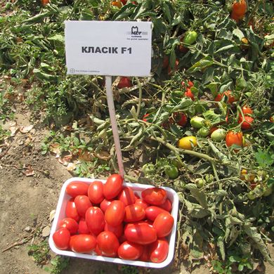 Насіння томатів Класик F1 Nunhems Zaden Садиба-Центр 10 шт