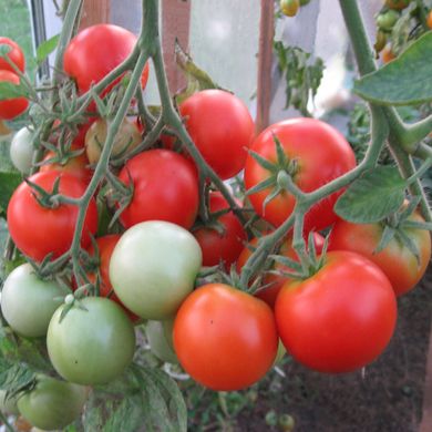 Семена томатов Эфемер 0,1 г 11.1321 фото