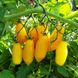 Семена томатов Банановые ножки Солнечный март 20 шт
