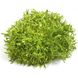 Семена салата листового Эндивий (Фризе зеленый) 1 г