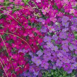 Насіння обрієти Одрі F1 Syngenta Flowers суміш 100 шт купити | Good Harvest