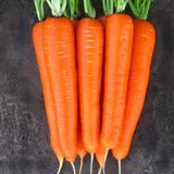 Насіння моркви Лагуна F1 Nunhems Zaden 400 шт - купити | Good Harvest