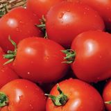 Насіння томатів Наміб F1 Syngenta Агропак 10 шт - купити | Good Harvest