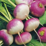 Насіння ріпи Пурпурова з білим кінчиком Satimex Садиба 2 г - купити | Good Harvest
