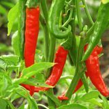 Насіння перцю Стрючок Садиба 0,3 г купити | Good Harvest