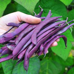Семена фасоли спаржевая фиолетовая Парпл Типи 20 г