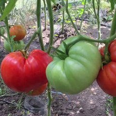 Семена томатов Три толстяка, , 10 г 11.2510 фото