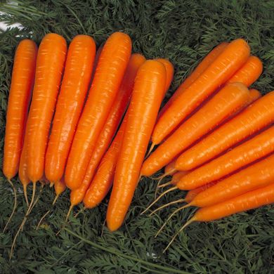 Насіння моркви Лагуна F1 Nunhems Zaden 400 шт 11.1847 фото