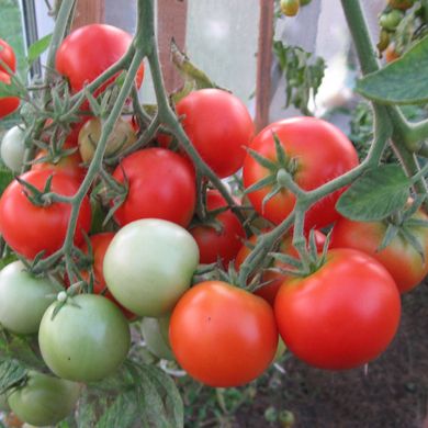 Насіння томатів Ефемер 3 г 11.1412 фото