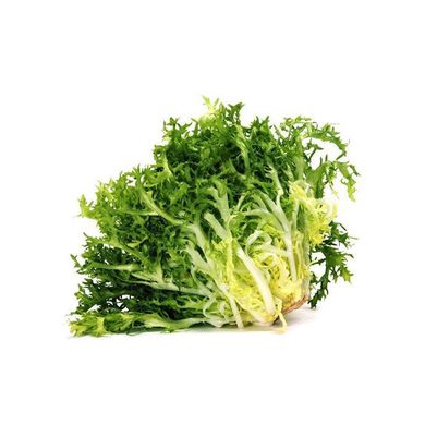 Насіння салату листового Ендівій (Фрізе кремовий) 1 г 19.0062 фото