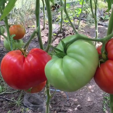 Насіння томатів Три товстуни, , 10 г 11.2510 фото