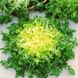 Семена салата листового Эндивий (Фризе кремовый) 1 г