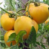 Насіння томатів Жираф Gl Seeds 0,1 г - купити | Good Harvest