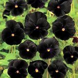 Семена фиалки садовой Швейцарский гигант черный 0,1 г - купить | Good Harvest