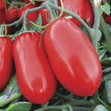 Насіння томатів Кміціц Legutko Агропакгруп 0,2 г - купити | Good Harvest