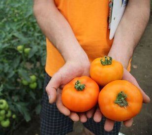Насіння томатів Солідо F1 Lark Seeds 10 шт 11.3307 фото