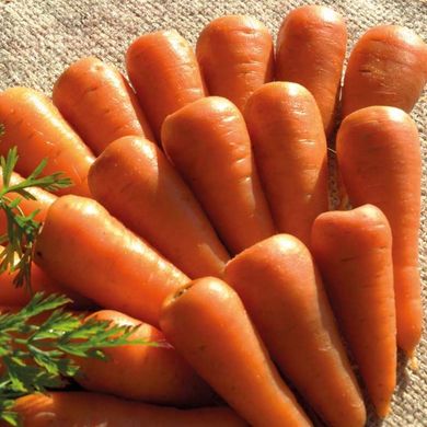 Семена моркови Роял Шантане 2 г 11.1058 фото