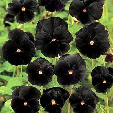 Насіння фіалки садової Швейцарський гігант чорний 0,1 г 10.1139 фото