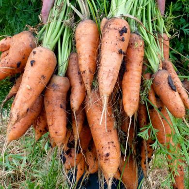 Семена моркови Роял Шантане 2 г 11.1058 фото