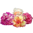 Насіння квітів і трав Насіння гвоздики — купити в інтернет магазині Good Harvest