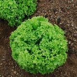 Насіння салату листового Лолло Біонда 1 г - купити | Good Harvest
